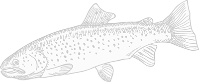 poisson
